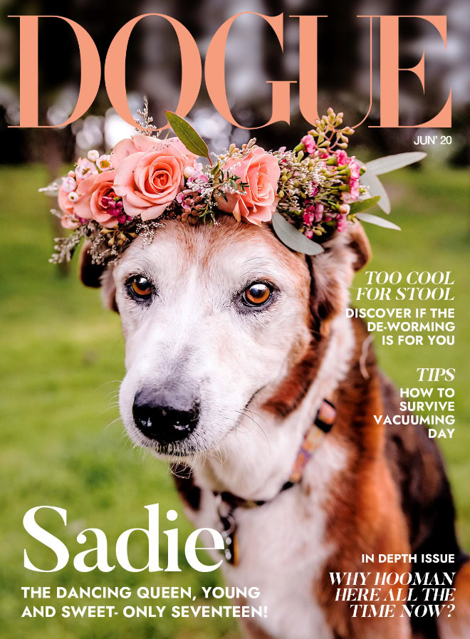 Dogue: fashion magazine for dogs.