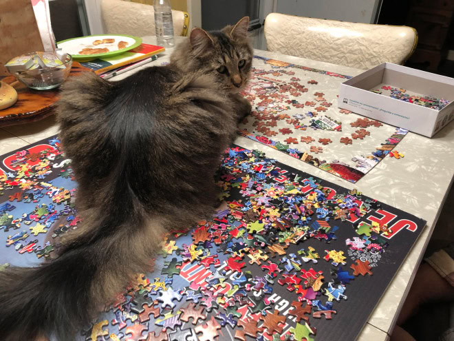 Cat helping to solve a puzzle.