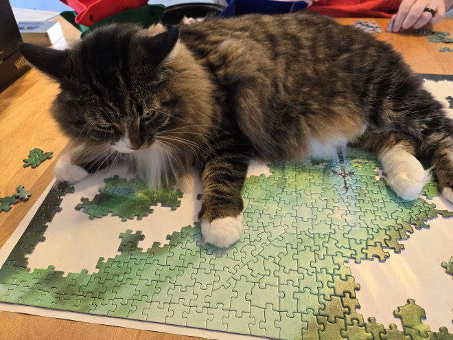 Cat helping to solve a puzzle.