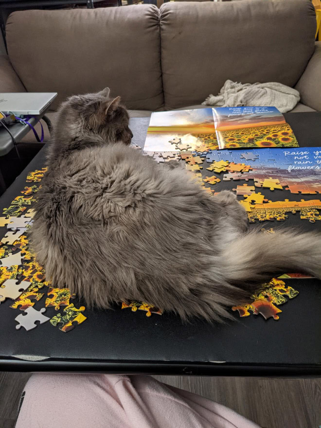 Cat helping to solve a puzzle.