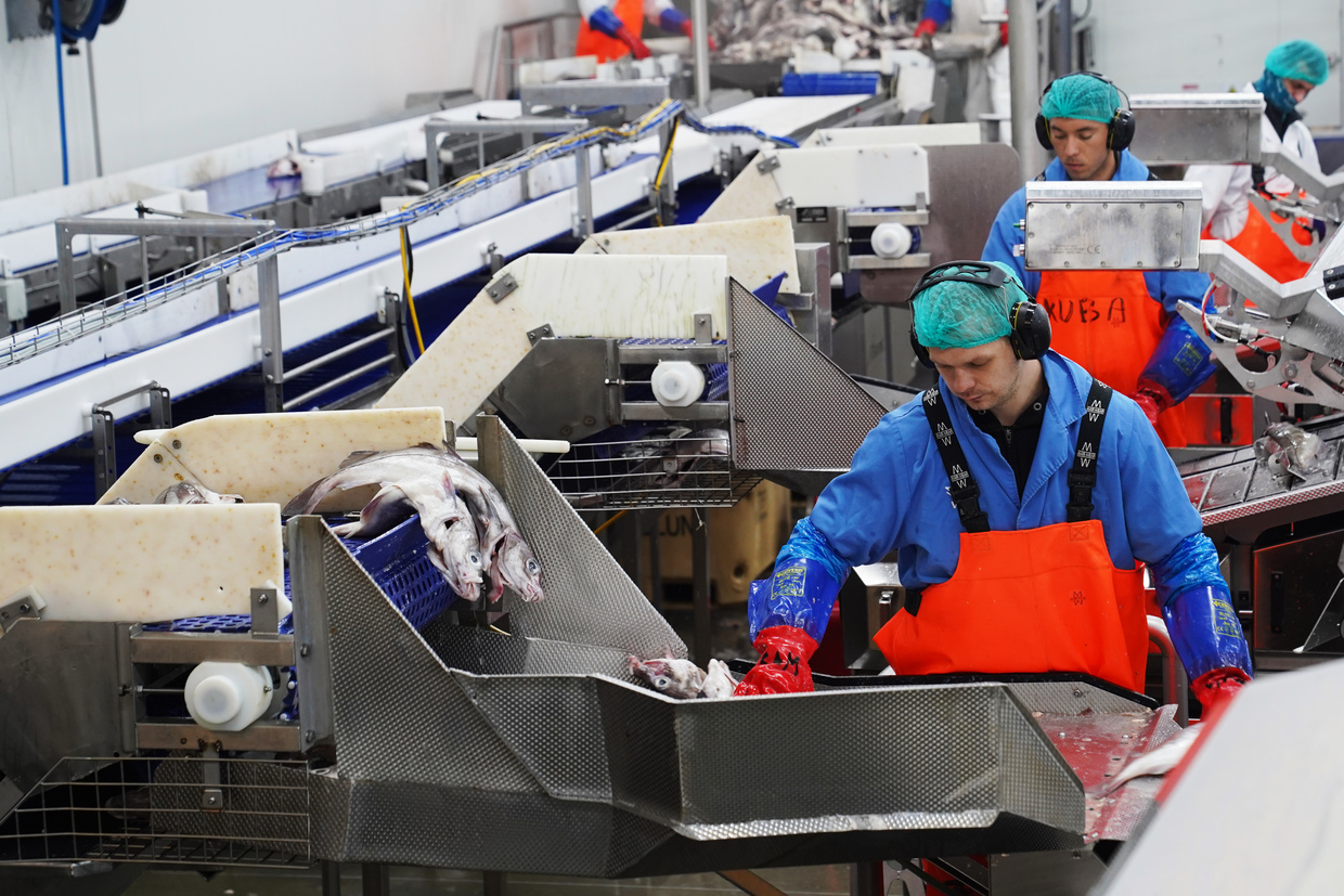 Workers process fish at Visir's fish processing facility in Grindavik, Iceland, August 14, 2026